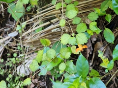 Rhabdothamnus solandri