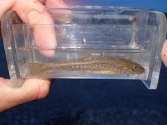 Triplophysa