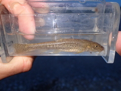 Triplophysa