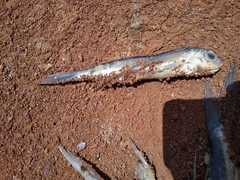 Exocoetidae