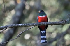 Trogon mexicanus