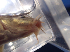 Triplophysa