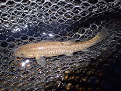 Triplophysa