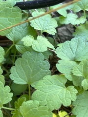 Lamium