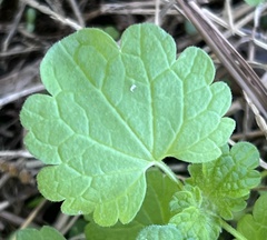 Lamium