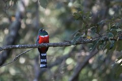 Trogon mexicanus