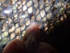 Triplophysa