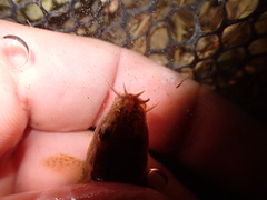 Triplophysa