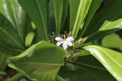 Scaevola plumieri
