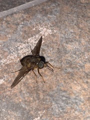 Pangoniinae