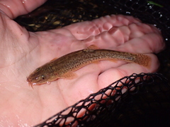 Triplophysa