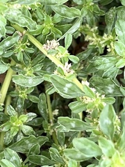 Amaranthus polygonoides