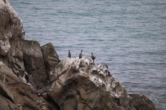 Phalacrocorax punctatus