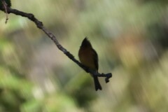 Mitrephanes phaeocercus