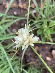 Cyperus niveus leucocephalus