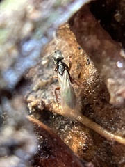 Hypoponera