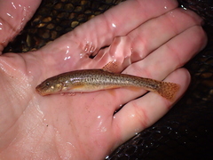 Triplophysa