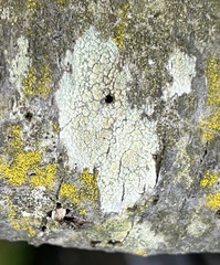 Lecanora strobilina
