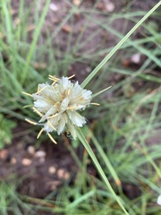Cyperus niveus leucocephalus