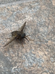 Pangoniinae