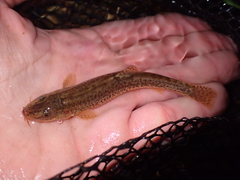Triplophysa