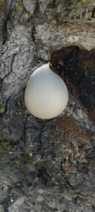 Reticularia lycoperdon