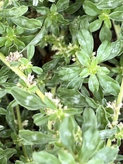 Amaranthus polygonoides