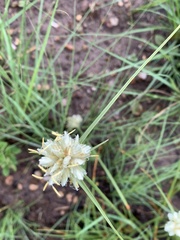 Cyperus niveus leucocephalus