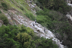 Phalacrocorax punctatus