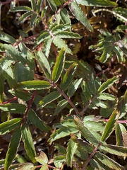 Farinopsis salesoviana