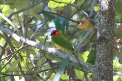 Piranga erythrocephala