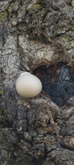 Reticularia lycoperdon