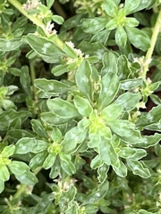 Amaranthus polygonoides