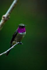 Calliphlox amethystina