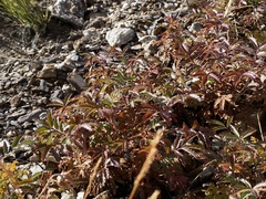 Farinopsis salesoviana