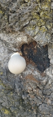 Reticularia lycoperdon