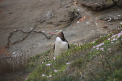 Megadyptes antipodes