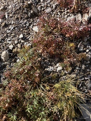 Farinopsis salesoviana