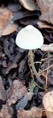 Mycena capillaripes
