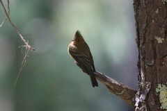 Mitrephanes phaeocercus