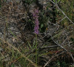 Liatris laevigata