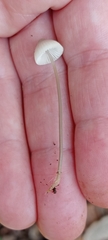 Mycena capillaripes