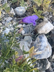 Dracocephalum peregrinum