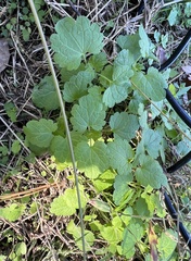 Lamium