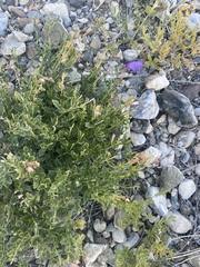 Dracocephalum peregrinum