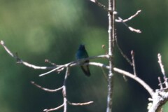 Colibri thalassinus
