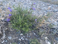 Dracocephalum peregrinum