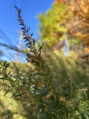 Artemisia vulgaris