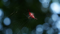 Gasteracantha
