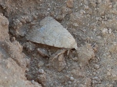 Caradrina selini
